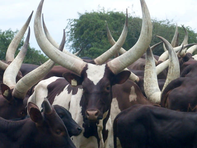 Ankole, Uganda