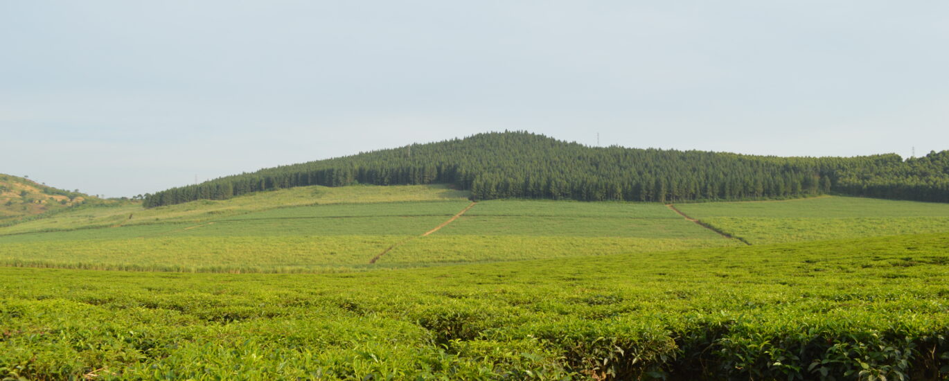 Uganda by Bereket Tsegay