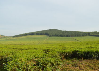 Uganda by Bereket Tsegay