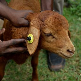 Kenya Native Goats and Sheep